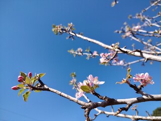 Apple blossoms in the sky
