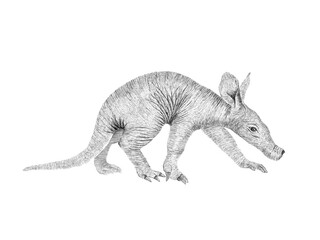 sketch of a Aardvark