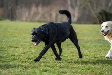 black labrador retriever running in a field