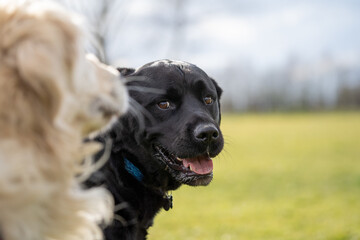 black labrador retriever looking towards the camera and another dog in a close up 