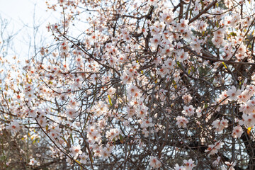 Beautiful blooming almond tree branches with white flowers in spring. Blurred background. Selective focus.