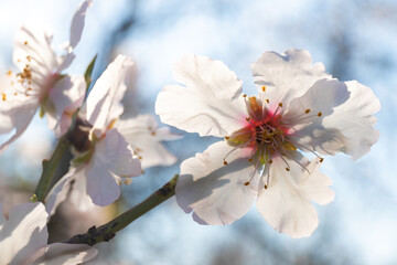 Close-up of beautiful white almond flowers on blurred blue background. Macro photography. Selective focus.
