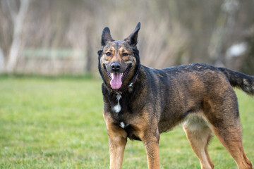 happy german shepherd dog in the field