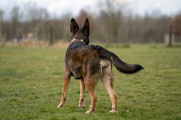 happy german shepherd dog in the field