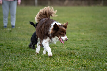 border collie dog running and playing with another dog