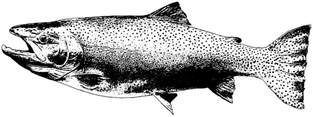 Fototapeta premium Trout fish in black on white background 