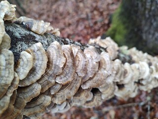 mushrooms on a log