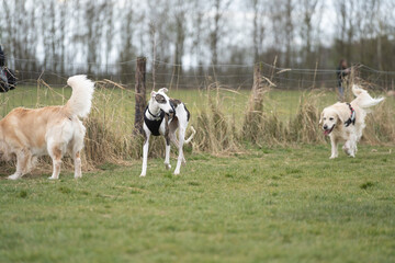 siberian husky dog running towards the camera, red and blue eyes, winter time
