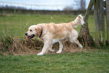 adult golden retriever dog on the grass