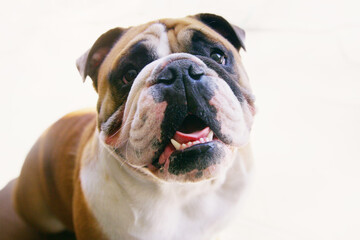 What will I get up to today. Portrait of a cheerful bulldog at home.