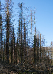 Sterbender Wald auf dem Lüderich im Bergischen Land
