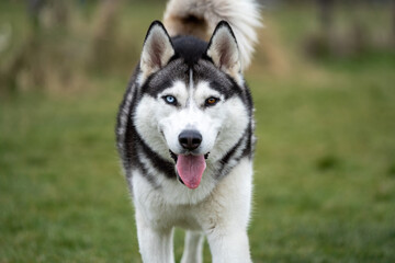 siberian husky dog running towards the camera, red and blue eyes, winter time, smiling at the camera
