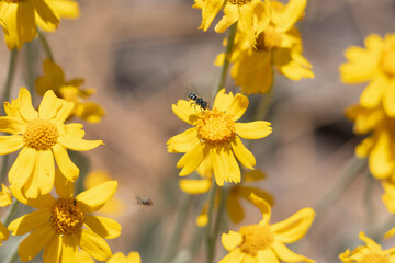 Yellow flowering racemose radiate head inflorescences of Eriophyllum Lanatum, Asteraceae, native perennial monoclinous deciduous herb in the northwestern slope of the San Bernardino Mountains, Summer.