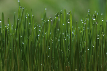 Fototapeta na wymiar water droplets on the top of the grass, the tops of the morning grass with water drops, the tops of the wheatgrass, fresh morning