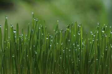 Naklejka na ściany i meble water droplets on the top of the grass, the tops of the morning grass with water drops, the tops of the wheatgrass, fresh morning