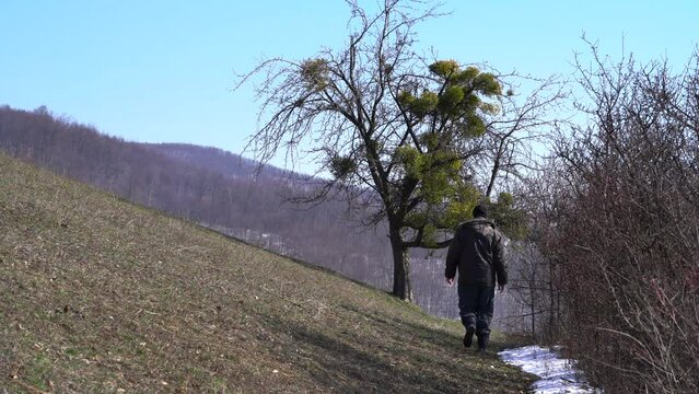 Man goes to a lone tree overgrown with Mistletoe (Viscum album) - (4K)