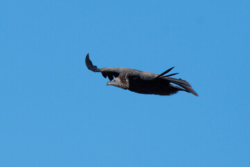 Himalayan Griffon in flight, photographed on the way to Tunganath near Chopta in Uttarakhand, India