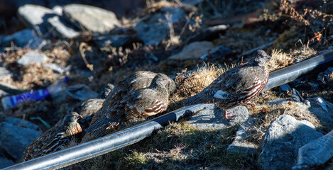 Snow Partridge photographed near Tungnath temple in Uttarakhand, India