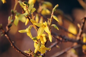 gelbe Forsythie im Frühling