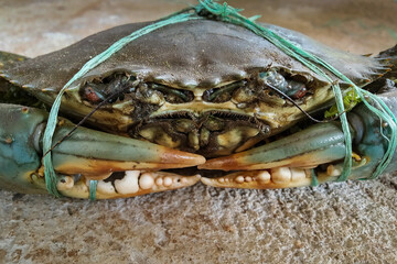 Close up of head of giant crab for sale in market, India