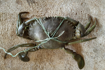 Giant crab for sale in market, India