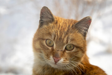 A red street cat sits behind glass on a window and begs for a house.