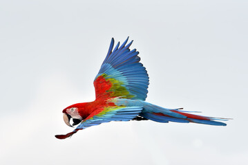 Macaw bird in flight in the bright sky