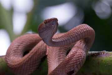 Mangrove tree viper in attack position