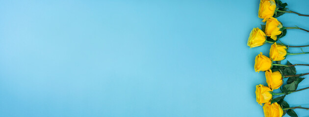 Yellow roses on blue background with space for text
