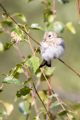 Red-backed Shrike