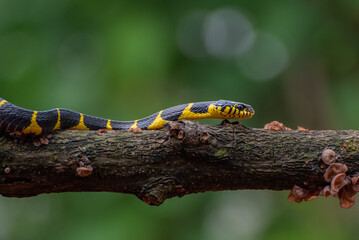 Close up photo of the gold-ringed cat snake