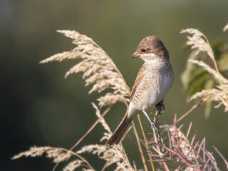 Red-backed Shrike