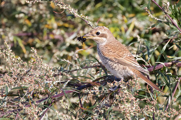 Red-backed Shrike