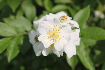 apple flower