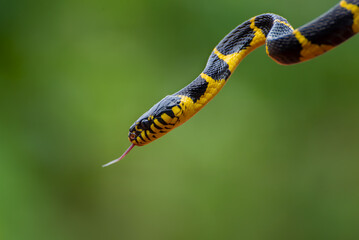 Close up photo of the gold-ringed cat snake