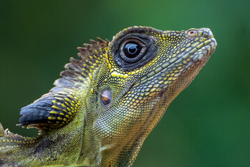 Small forest dragon lizard on the tree trunk