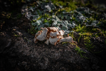 Wood Fungus