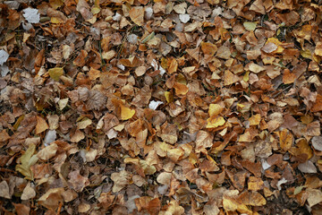 Lots of autumn leaves underfoot. melancholic mood