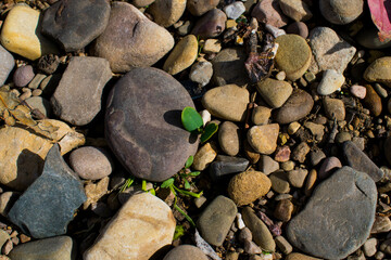 textura, naturaleza, verde, hojas, playa, campo, piedras, verde, piso