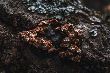 Fungus on a fell tree 