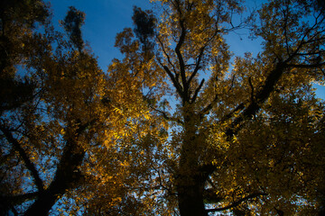 Yellow trees