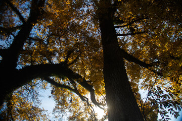 Yellow trees