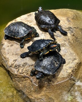 Red-Eared Slider Turtles (Trachemys Scripta) basking in the sun on a rock.