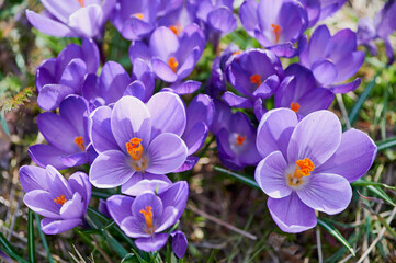 spring crocus in March in bloom in Latin called crocus vernus