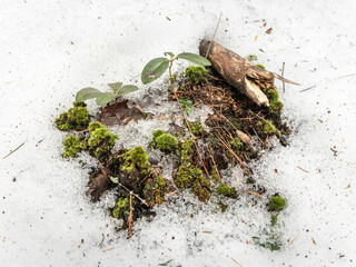 green moss on the ground