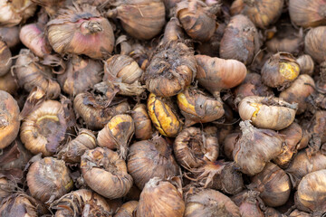 Gladiolus corms or glads seeds closeup