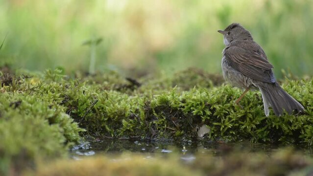 Whitethroat Sylvia communis in the wild nature. The bird shakes its wings and flies away.