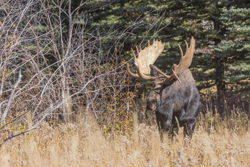 Bull Shiras Moose During the Rut in Wyoming in Autumn