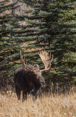 Bull Shiras Moose During the Rut in Wyoming in Autumn