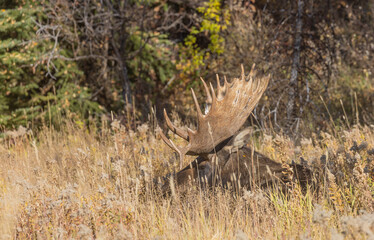 Bull Shiras Moose During the Rut in Wyoming in Autumn